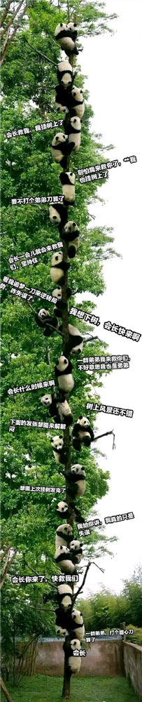 公主连结挂树图片 熊猫表情包合集